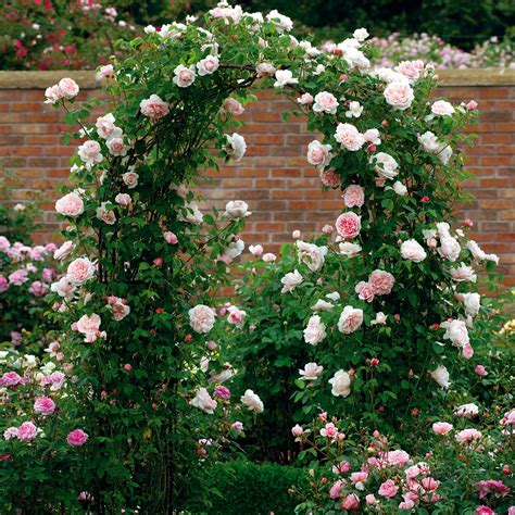 david austin climbing roses|old fashioned climbing everblooming roses.